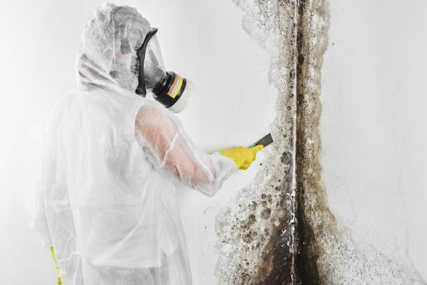 Best Mold Damage Repair  in Whiting, WI