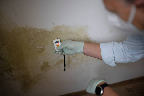 Mold Removal and Inspection in Whiting, WI